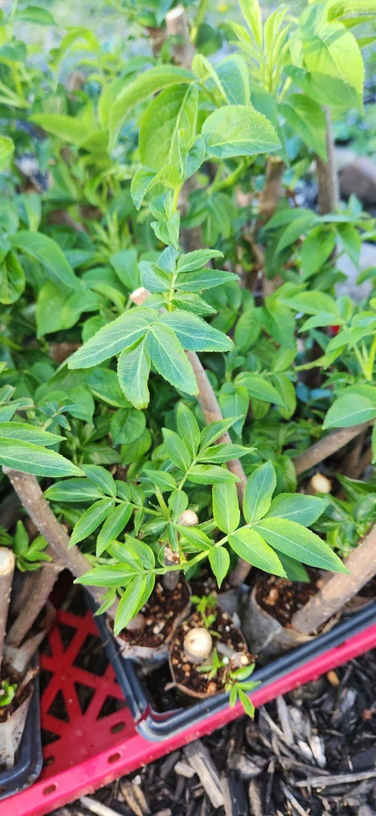Black Elderberry Plants Live Bush Cuttings – Sambucus nigra – Rooted Shrubs for Garden & Landscape
