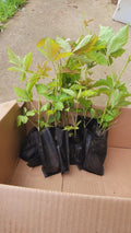 10pcs Thorny Dew Berry Blackberry Live Plants 5-10" Rooted - Rubus caesius