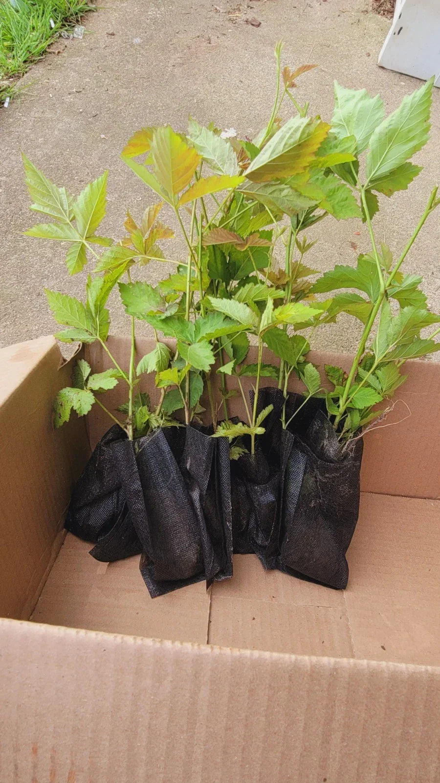 10pcs Thorny Dew Berry Blackberry Live Plants 5-10" Rooted - Rubus caesius
