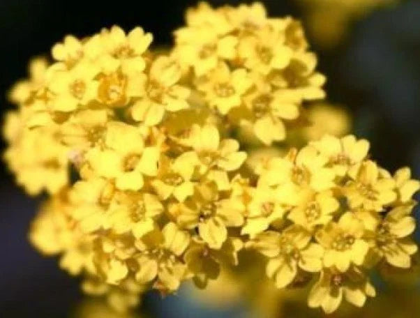 Alyssum Seeds - Basket of Gold, Bright Yellow Flowers, Lobularia maritima, 50 Fresh Flower Seeds for Gardens & Containers