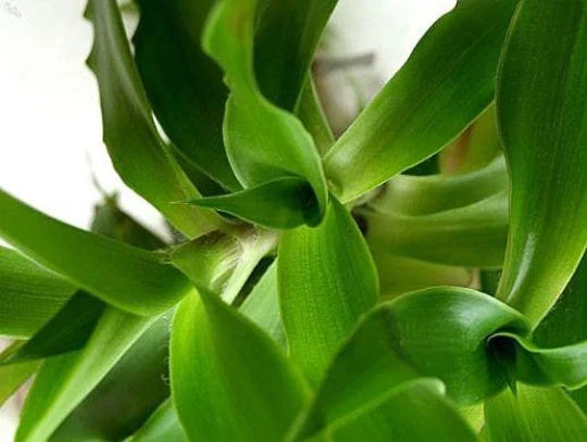 Callisia fragrans "Family Doctor" Houseplant - 4" Basket Chain Wandering Jew - Indoor Trailing Plant