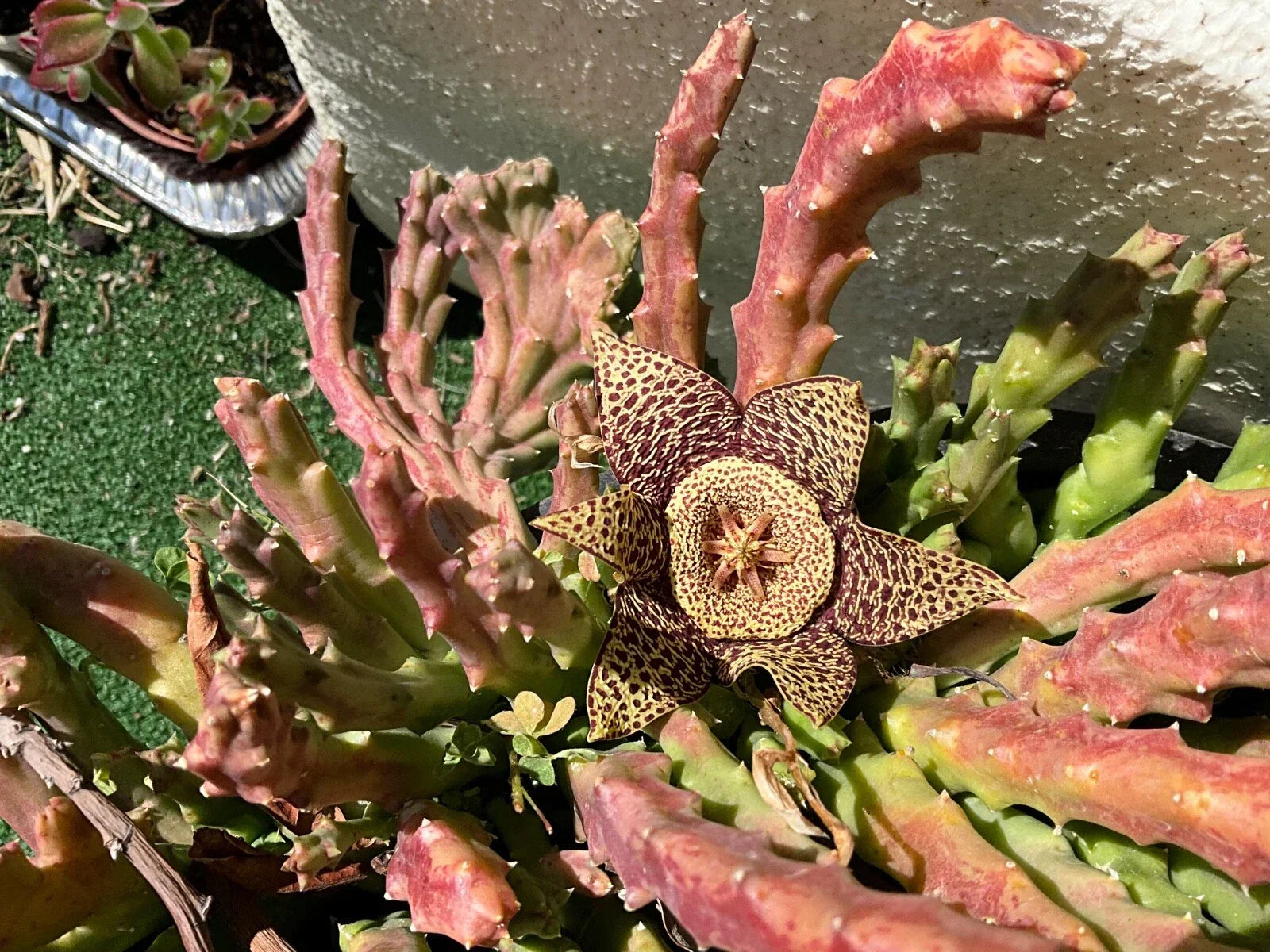 Stapelias Variegated Star Cuttings - 5 Succulent Propagation Plants, Unique Star-Shaped Flowers, Variegated Leaves, Stapelia gigantea