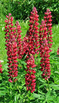 Tall Red Russell Lupine Seeds - 50 Pack, Lupinus polyphyllus 'My Castle', Vibrant Red Flowers, Easy to Grow, Pollinator Attracting, Garden Plant
