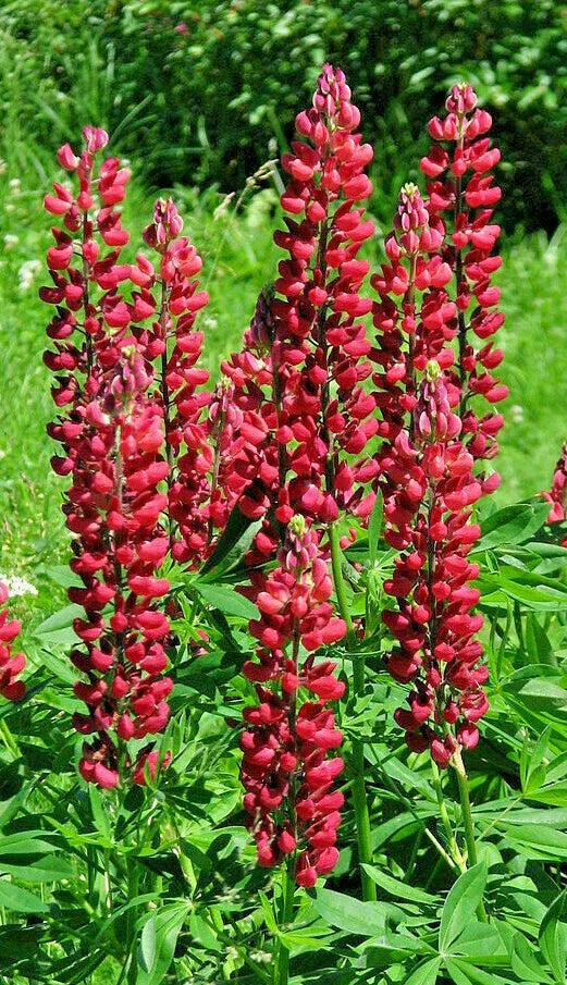 Tall Red Russell Lupine Seeds - 50 Pack, Lupinus polyphyllus 'My Castle', Vibrant Red Flowers, Easy to Grow, Pollinator Attracting, Garden Plant
