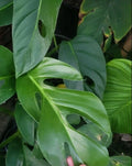 Rare Monstera Dissecta Live Cutting - Unique Tropical Houseplant, Monstera dissecta, Climbing Vining, No Pot