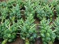 Brussel Sprouts Seeds - Heirloom Non-GMO Pack of 300+ Brassica oleracea var. gemmifera for Home Garden