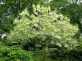 Fringe Tree Seeds 5 Pack, Chionanthus virginicus, Native Flowering Tree Seeds for Garden and Landscaping