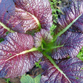 Japanese Giant Red Mustard Greens Seeds - 500+ Non-GMO Brassica juncea Seeds for Salads & Stir-Fries