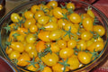 Yellow Pear Tomato Seeds - Heirloom, Non-GMO, Solanum lycopersicum, Small Pear-Shaped, Juicy, Sweet, Bountiful Harvest