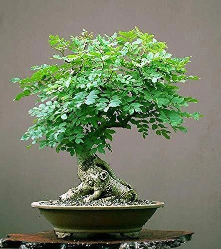 Moringa Tree Bonsai Seeds | 20+ Seeds | Tree of Life | Nutritious Moringa oleifera for Indoor & Outdoor Gardening