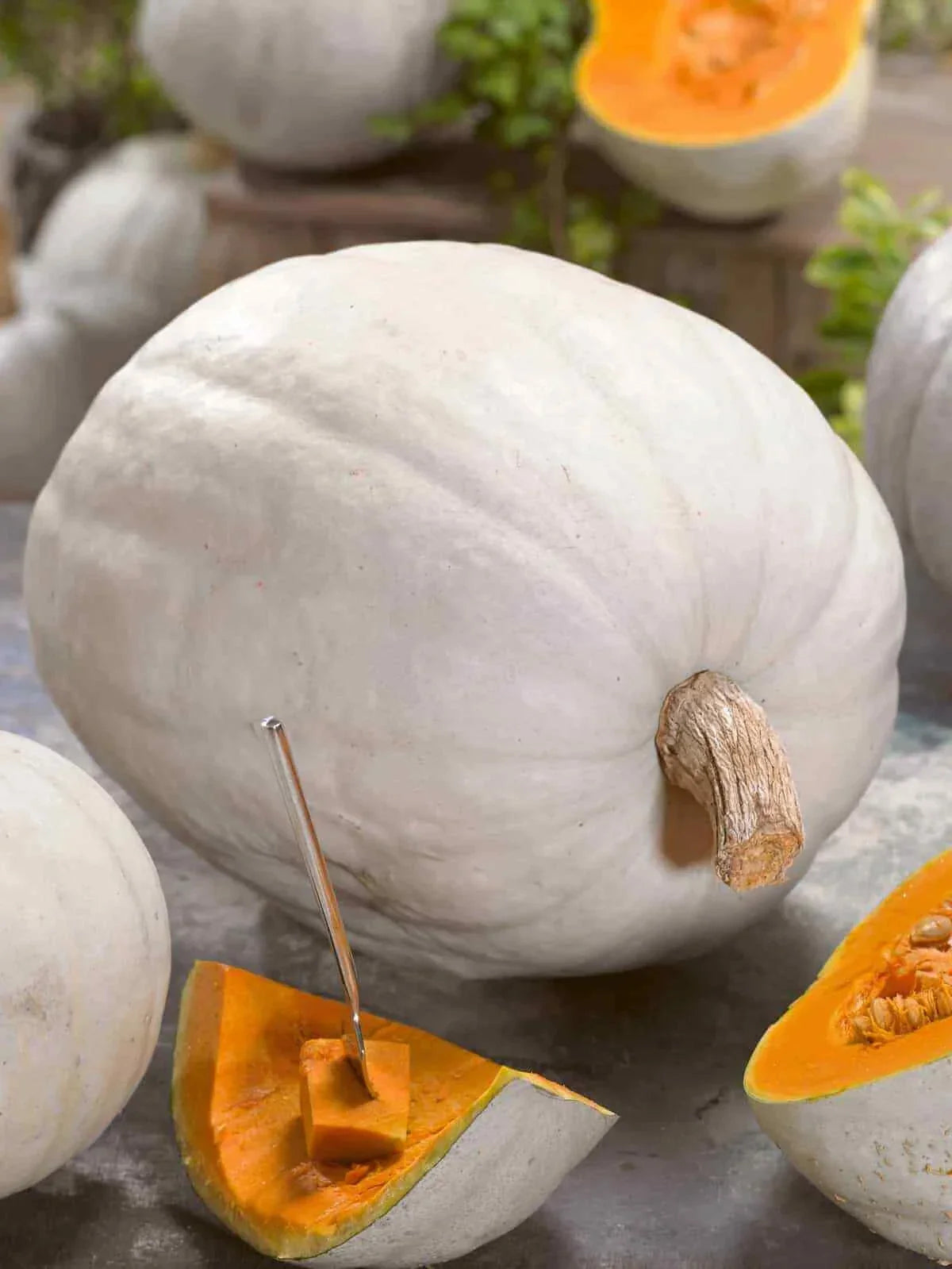Super Moon Pumpkin Seeds - Heirloom Cucurbita pepo, Large Decorative Pumpkins, Gardening Seeds for Fall Decor & Cooking