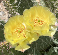Plains Prickly Pear Cactus Cutting - Cold Hardy Opuntia polyacantha Succulent
