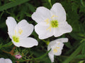 White Evening Primrose Seeds, 280 Pack, Oenothera speciosa, Perennial Flower for Gardens, Night Pollinator Attractant