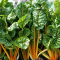 Orange Swiss Chard Seeds - Non-GMO, Colorful Salad Variety, Beta vulgaris subsp. cicla, Leafy Greens, Garden Seeds