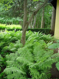 Ostrich Fern Bare Roots 5 Pack - Matteuccia Struthiopteris Perennial Fiddleheads for Shade Garden