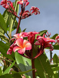 Pink Plumeria Cutting - Double Head, Fresh 10-inch Plumeria rubra, Tropical Garden, Hawaii Locally Grown