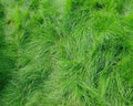 Creeping Red Fescue Seeds - 1,000 Seeds - Festuca rubra for Lawns & Erosion Control - Shade Tolerant Grass Seed