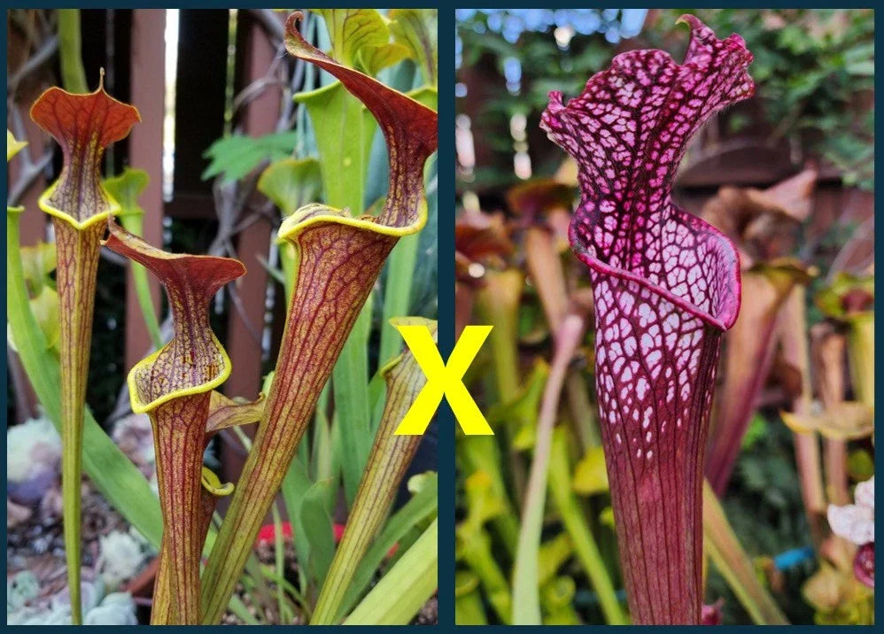 Sarracenia Seeds 2025 - Wasp (Flava x Alata) x Leucophylla Neon Pink Carnivorous Plant Seeds