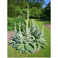 Great Mullein Seeds – Heirloom Organic Verbascum thapsus, Non-GMO, Medicinal Herb, 200+ Seeds for Garden Cultivation