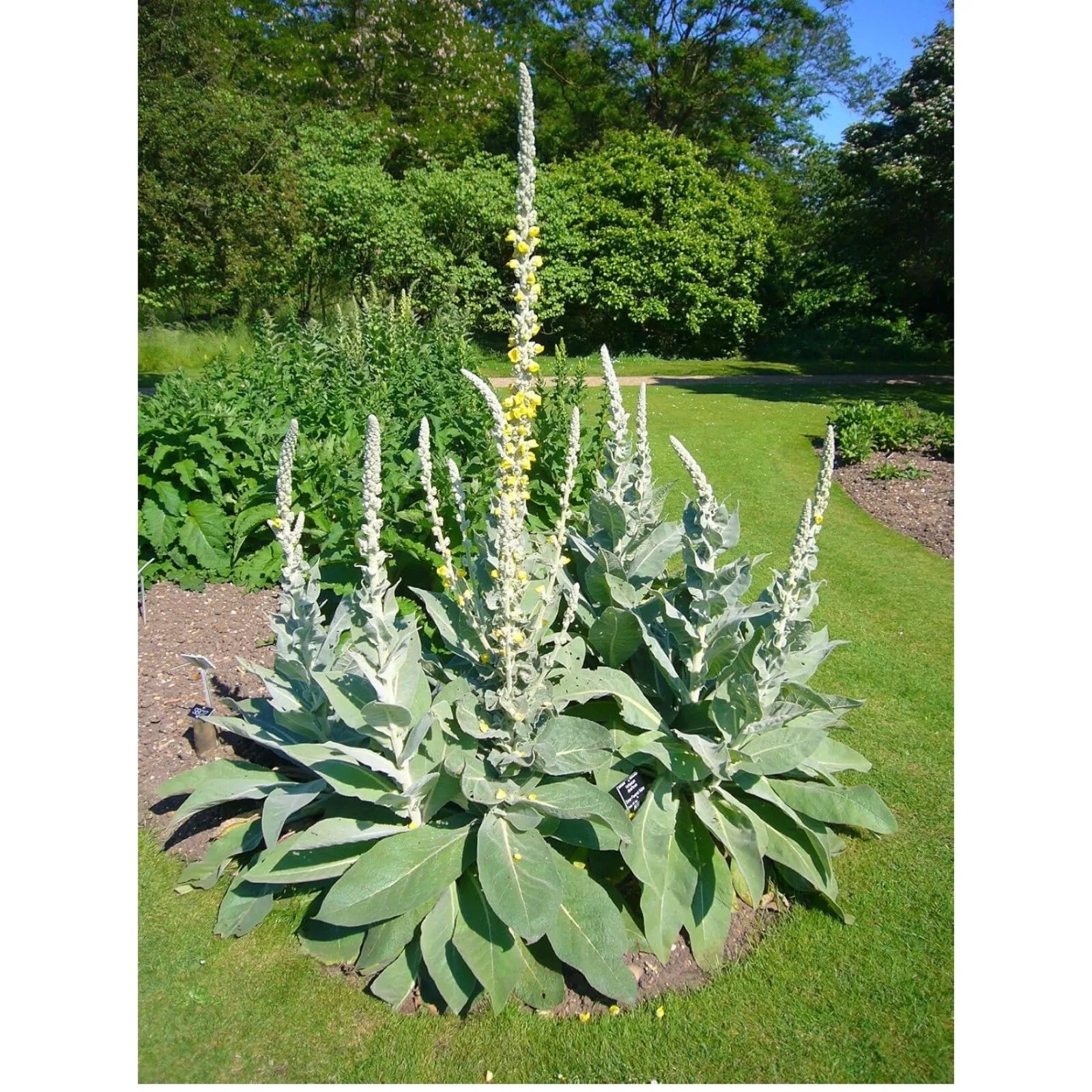 Great Mullein Seeds – Heirloom Organic Verbascum thapsus, Non-GMO, Medicinal Herb, 200+ Seeds for Garden Cultivation