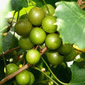 Muscadine Vine Cuttings 16 Pack - Carlos & Bronze Scuppernong Vitis rotundifolia Rooting Grape Scion for Home Garden