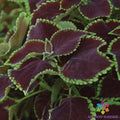 Premium Sun Chocolate Mint Coleus Seeds - Vibrant Foliage, Annual, Coleus blumei, Garden, Container, Border