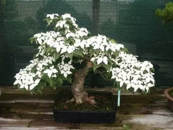 Flowering Dogwood Bonsai Tree Seeds - Cornus florida - Indoor Gardening, Native Plants, Small Tree Seeds