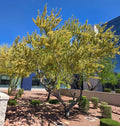 Catclaw Acacia Seeds - 10+ Acacia greggii Drought-Tolerant Tree for Xeriscaping and Wildlife Habitat