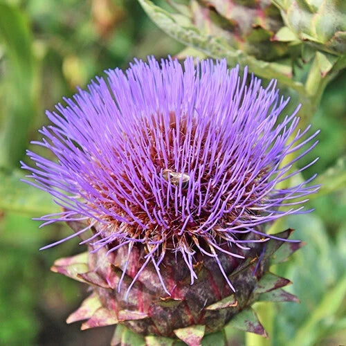 Cardoon Seeds Heirloom Non-GMO Artichoke Thistle Cynara cardunculus for Culinary & Ornamental Gardens