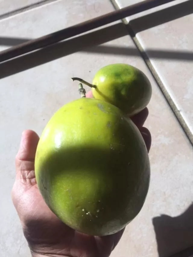 Organic Passionfruit Seedling 7-10" Yellow Lilikoi Passiflora edulis flavicarpa Live Plant for Home Garden