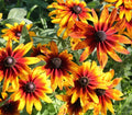 Gloriosa Black-eyed Susan Daisy Seeds - Rudbeckia hirta, Annual, Bright Yellow Flowers, Butterfly Attractant, 200+ Seeds, USA Grown