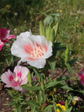 Clarkia Amoena Seeds - 3,000 Non-GMO Flower Seeds for Garden Planting - White Farewell to Spring, Attracts Pollinators