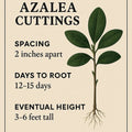 Azalea Rooting Kit with 7 Pink Cuttings for Grafting Rhododendron spp. | Plant Propagation Kit