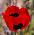 Poppy Seeds 1000 Count Turkish Tulip Red & Black Non-GMO Pollinator Flowers Papaver orientale