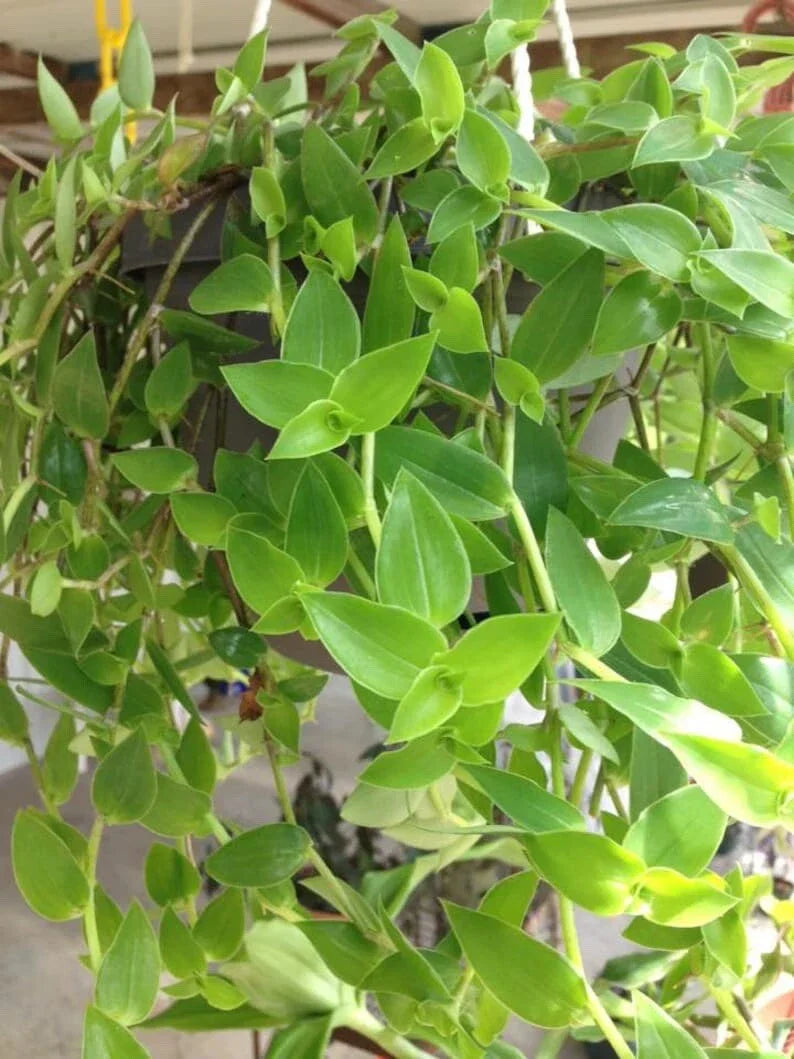 12 Green Wandering Jew Cuttings Tradescantia Aurea Unrooted Inch Plant for Propagation Indoor Garden
