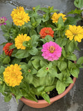 Dahlia Flowered Zinnia Seeds - 100+ Non-GMO Mix for Attracting Butterflies & Bees - Zinnia elegans Garden Seeds