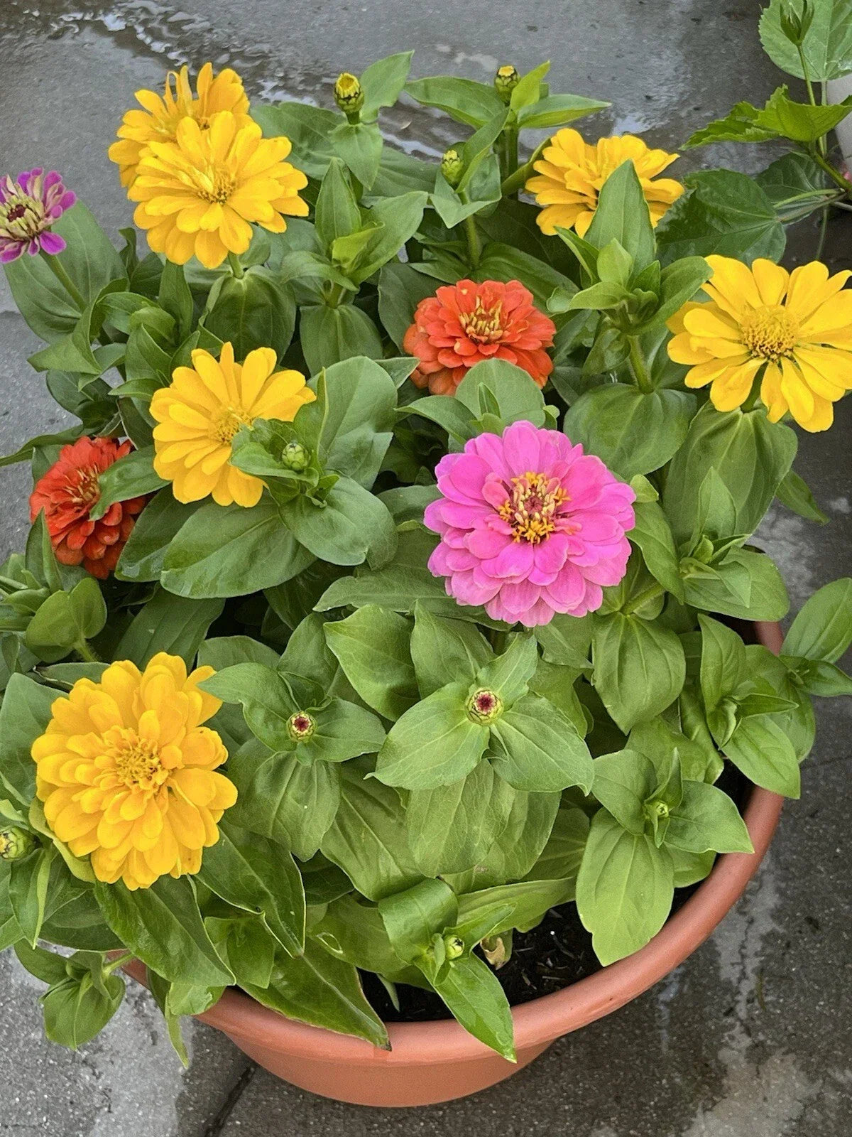Dahlia Flowered Zinnia Seeds - 100+ Non-GMO Mix for Attracting Butterflies & Bees - Zinnia elegans Garden Seeds