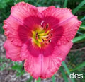 Daylily Live Plant Wyatt Earp Red Rebloomer Hemerocallis Garden Flower Bulb