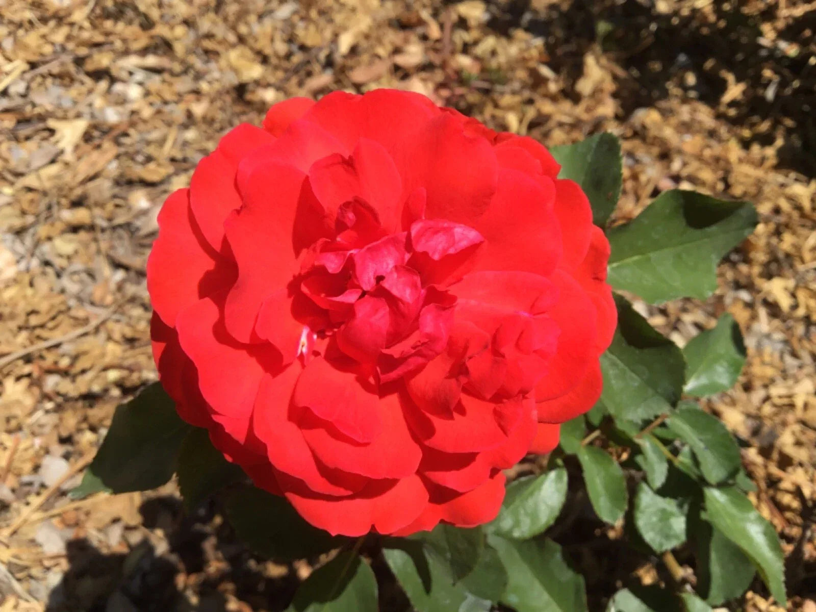 Rose Cuttings - Scarlet Bounty Winter-Blooming Shrub Rosa 'Scarlet Bounty' for Propagation