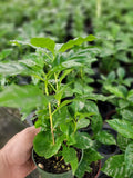 Coffee Arabica Plants in 4-Inch Pots – 6-10 Inch Tall, Multiple Plants, Coffea arabica, Indoor & Outdoor Gardening