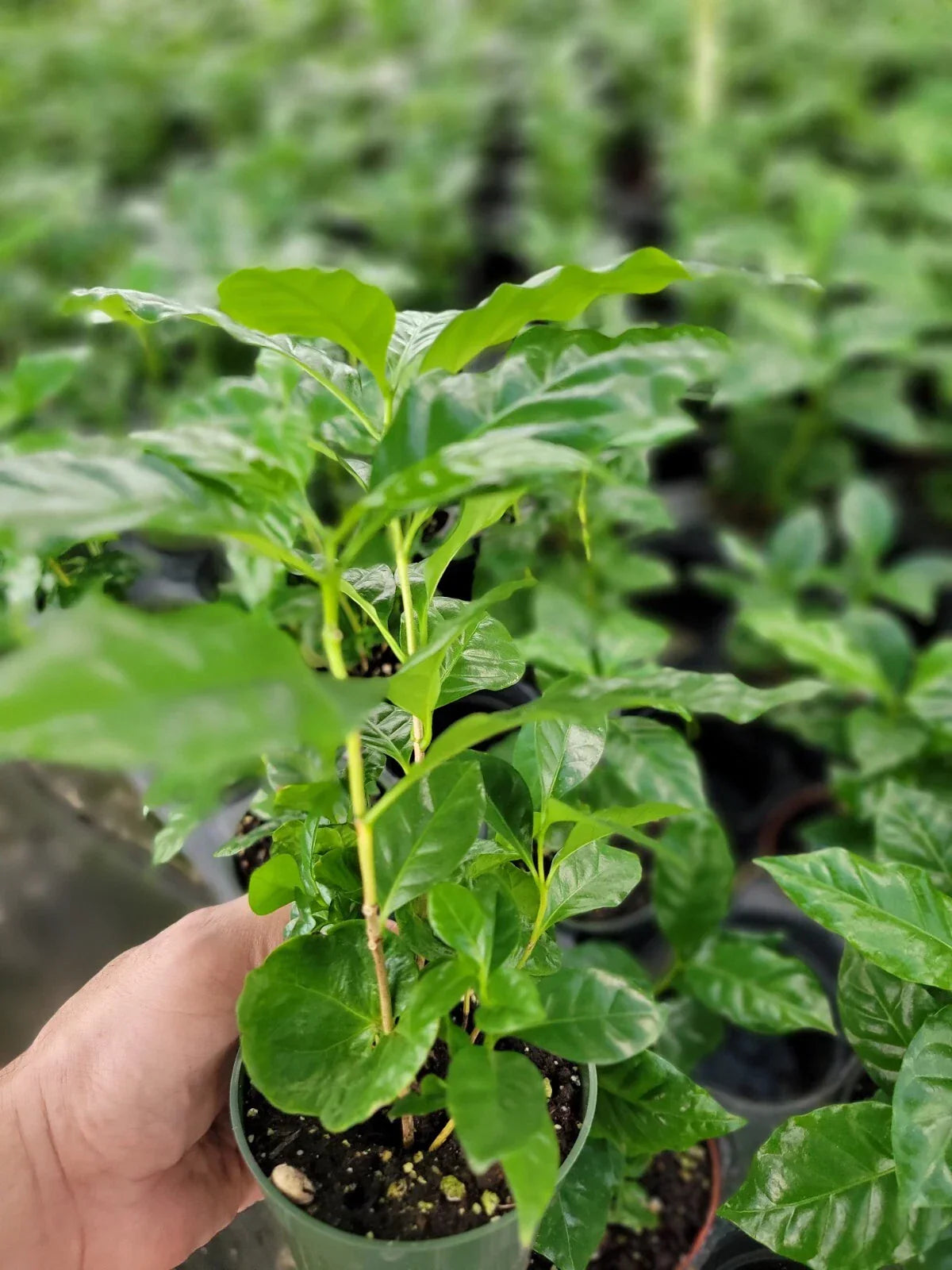 Coffee Arabica Plants in 4-Inch Pots – 6-10 Inch Tall, Multiple Plants, Coffea arabica, Indoor & Outdoor Gardening
