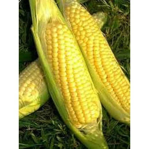 Sweet Corn Seeds - Golden Bantam Heirloom Variety - Non-GMO Zea mays, Home Garden, 50 Seeds