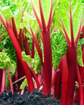 Victoria Rhubarb Seeds - 50+ Planting Seeds for Red Swiss Chard Vegetable Rheum rhabarbarum