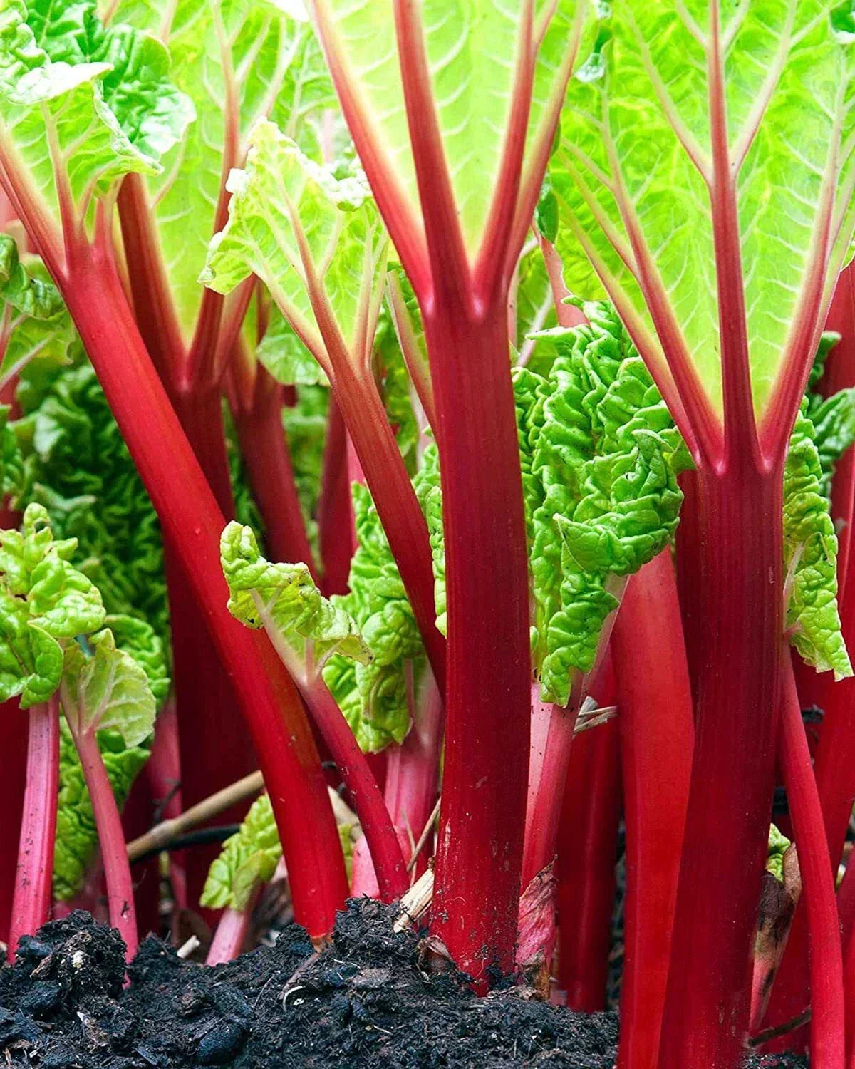 Victoria Rhubarb Seeds - 50+ Planting Seeds for Red Swiss Chard Vegetable Rheum rhabarbarum