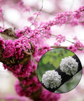 Eastern Redbud Tree Seeds - Pink & White Flowers, Pre-Stratified Cercis canadensis Seeds for Garden, Landscape & Pollinator Attracting