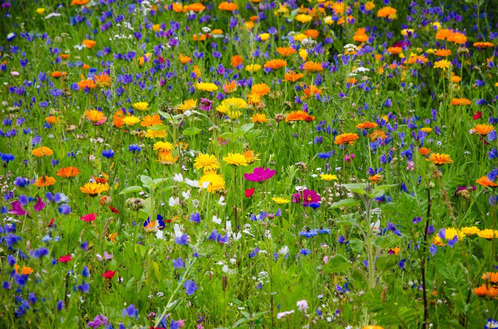 Heirloom Wildflower Seed Mix - 1000 Non-GMO Seeds - Serendipity's Garden Mix
