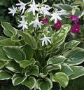 Hosta So Sweet Perennial Shade Plant - Potted Hosta Hybrid with Lavender Flowers