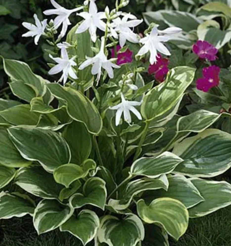 Hosta So Sweet Perennial Shade Plant - Potted Hosta Hybrid with Lavender Flowers