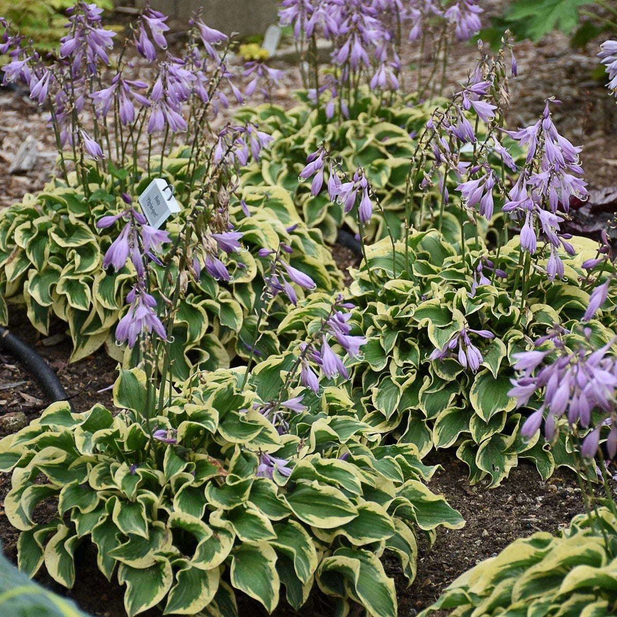 Hosta Plant Wrinkle in Time - Hardy Shade Perennial in 5.25" Pot