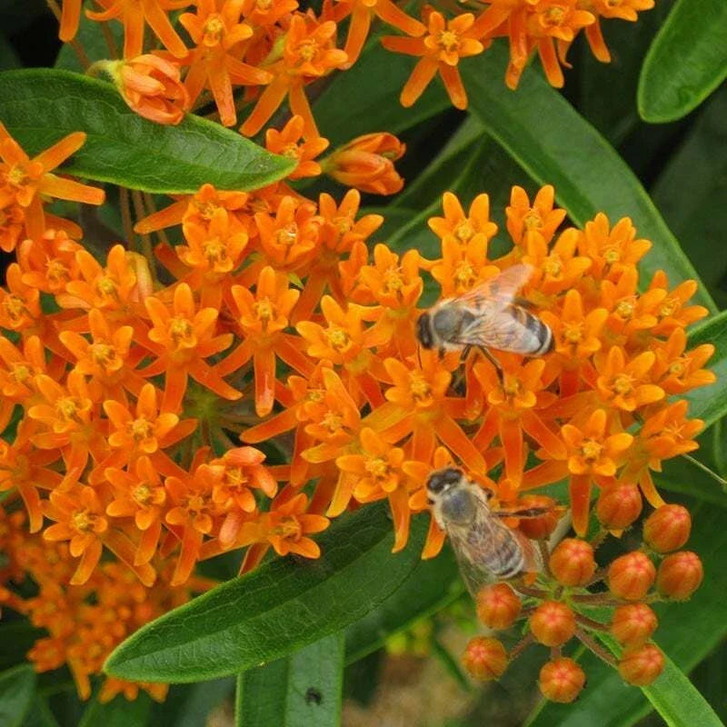 Wildflower Seed Mix for Monarch Butterflies - 1000 Seeds, 27 Flower Species with Milkweed, Pollinator Garden Collection